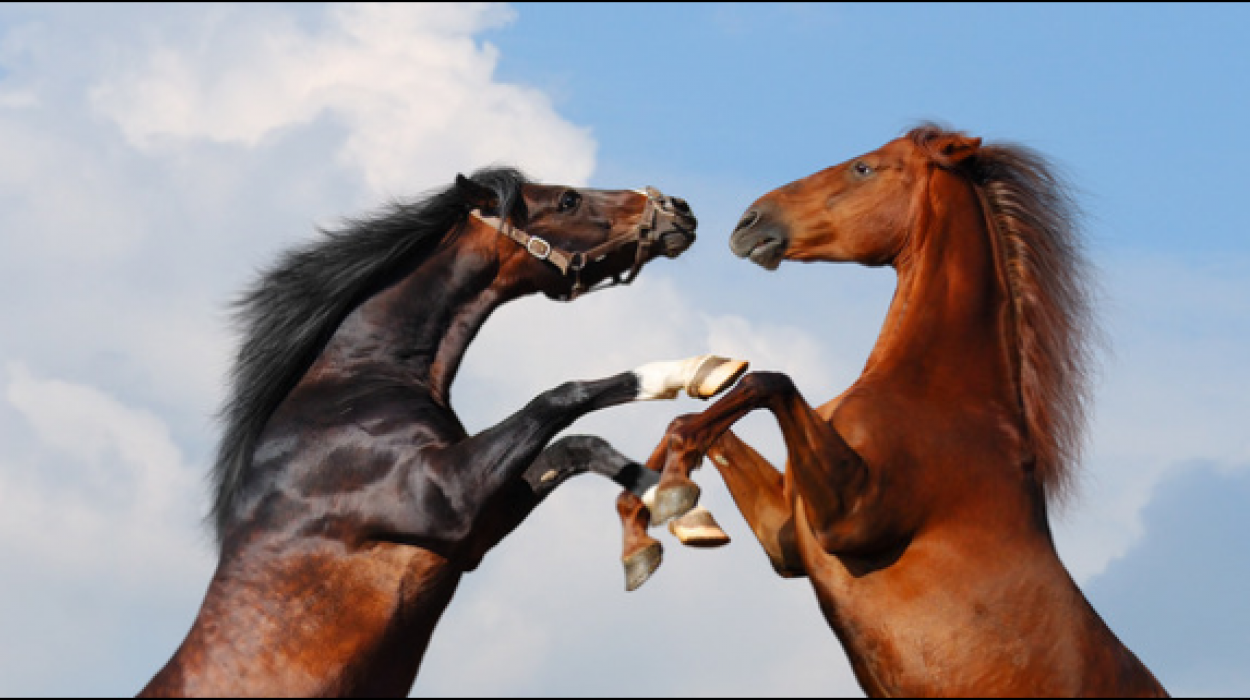Paarden-vechten-knipsel